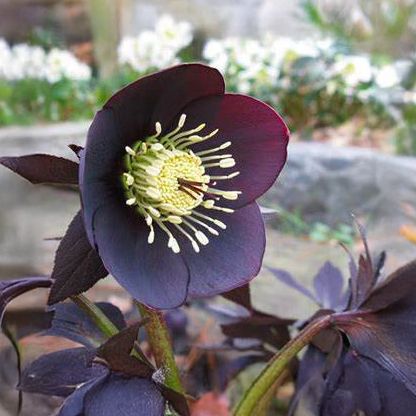 Fleur Hellébore Magic Black, plante vivace à fleurs noires, idéale pour jardin hivernal.